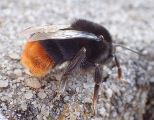 Réf. 297 507 : Bombus lapidarius